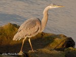 _DSC0034-1 12-24-11