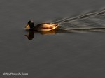 _DSC0035-1 12-11-11
