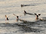 _DSC0038-1 12-31-11