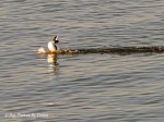 _DSC0046-1 12-31-11