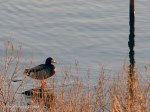 _DSC0057-1 12-11-11