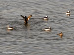 _DSC0062-1 12-31-11