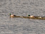_DSC0076-1 12-24-11