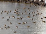 _DSC0100-1 12-23-11