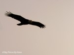 _DSC0103-1 12-23-11