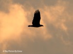 _DSC0109-1 12-23-11
