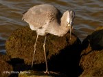 _DSC0115-1 12-10-11
