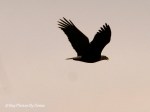 _DSC0116-1 12-23-11