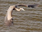 _DSC0158-1 12-10-11