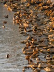_DSC0176-1 12-26-11