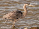_DSC0185-1 12-10-11