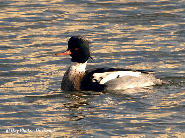 _DSC0026-1 1-15-12 red-breasted merganser