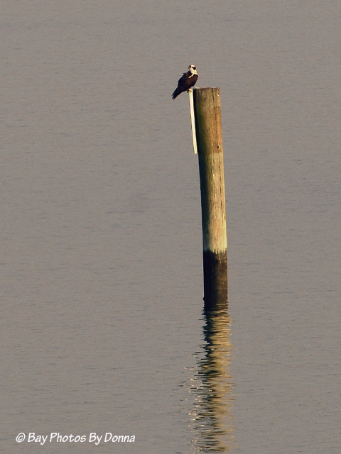 _DSC0023-1 3-17-12 5.15p