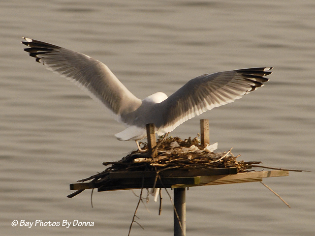 _DSC0062-1 3-21-12 2