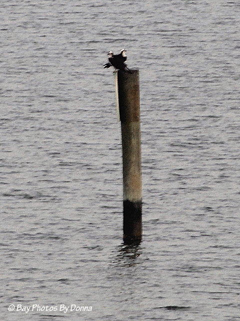 _DSC0105-1 3-17-12 7.15p