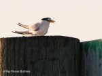 _DSC0232-1 6-16-12 Least&nbsp;Terns