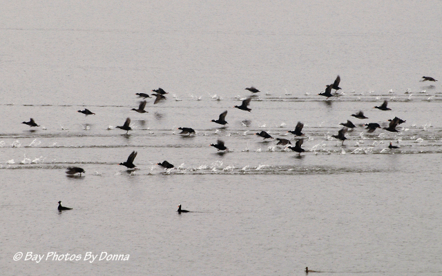 Surf Scoters taking flight