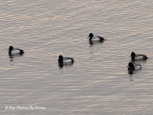 Lesser Scaup Males