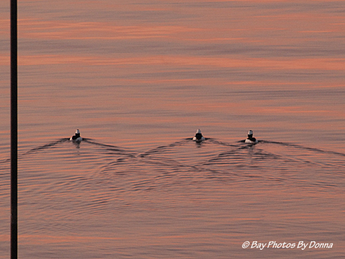 Buffleheads