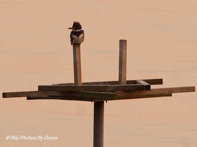 Belted Kingfisher