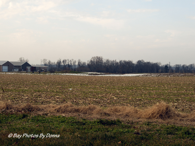 Thousands of Snow Geese