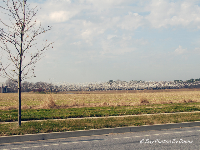 Snow Geese taking flight