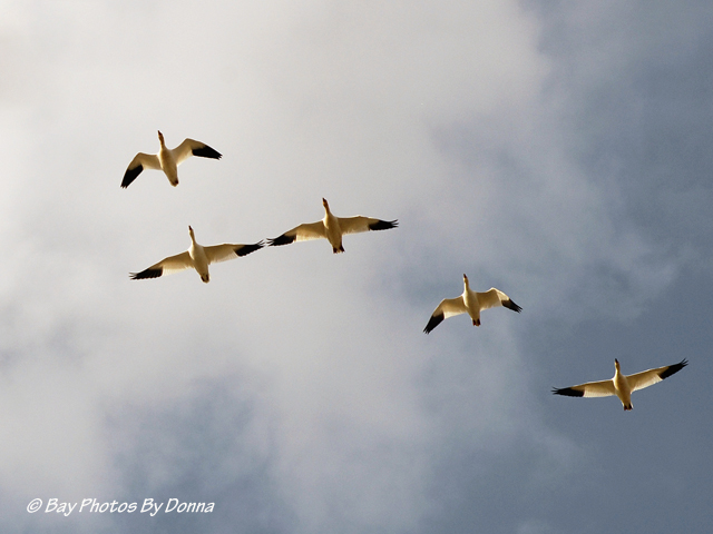 Snow Geese