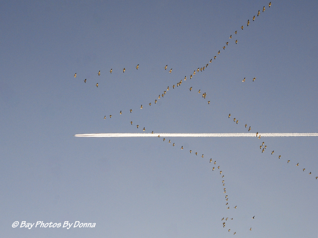 Snow Geese racing a Jet!
