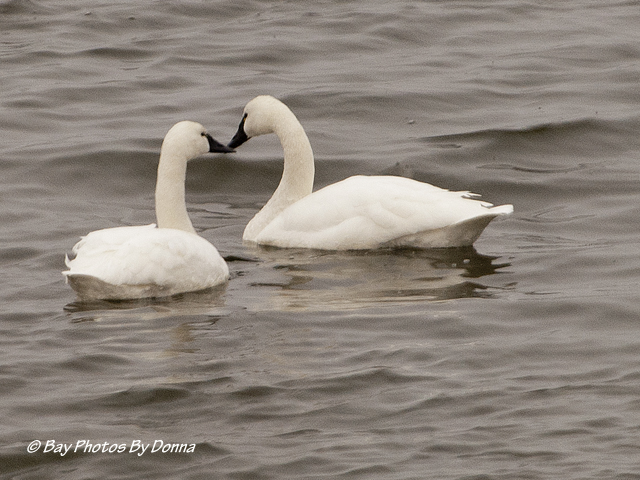 Tundra Swan "heart"