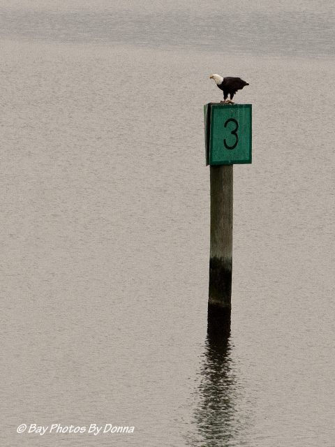 American Bald Eagle on Lipincott's channel marker 3, eating a fish
