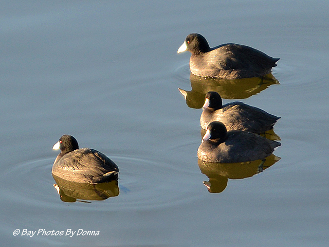 American Coots