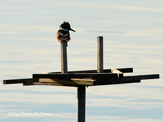 Belted Kingfisher