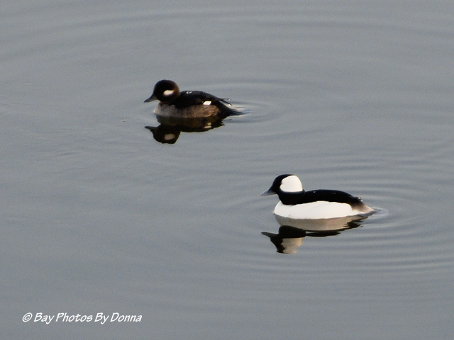 Male & Female Buffleheads