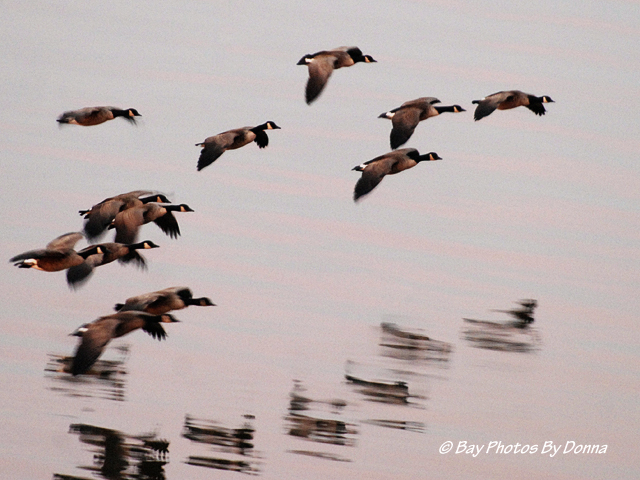 Canada Geese