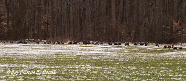 Wild Turkeys