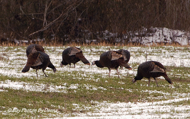 Wild Turkeys