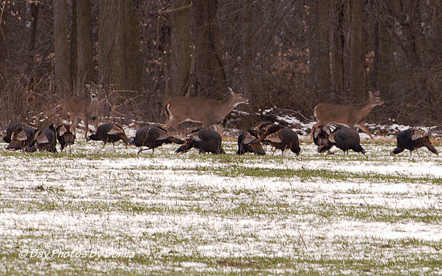 Wild Turkey and Deer