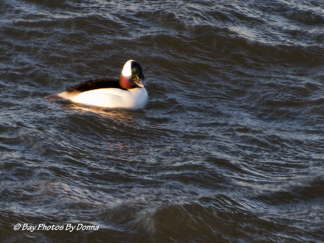 Male Bufflehead