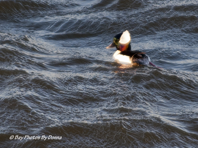 Male Bufflehead