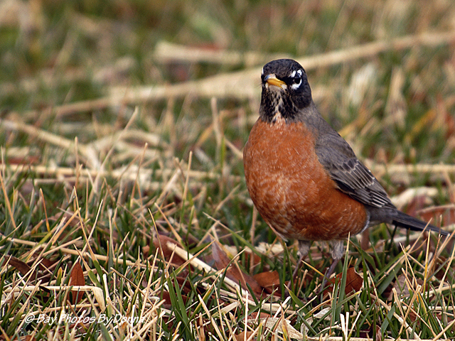 American Robin