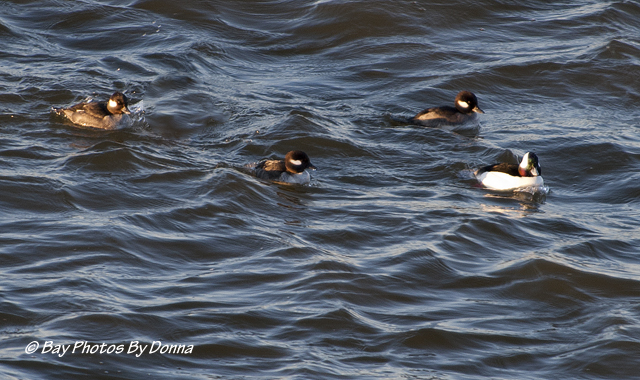 Male Bufflehead with three Femal Buffleheads