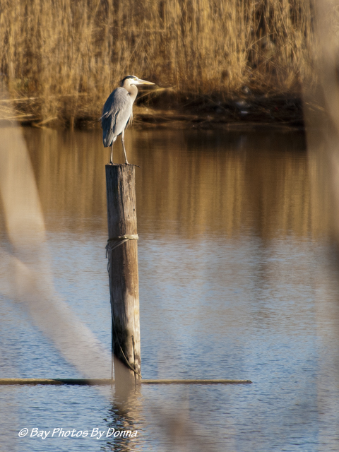 Great Blue Heron