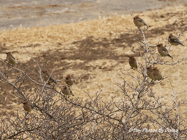 Cedar Waxwings