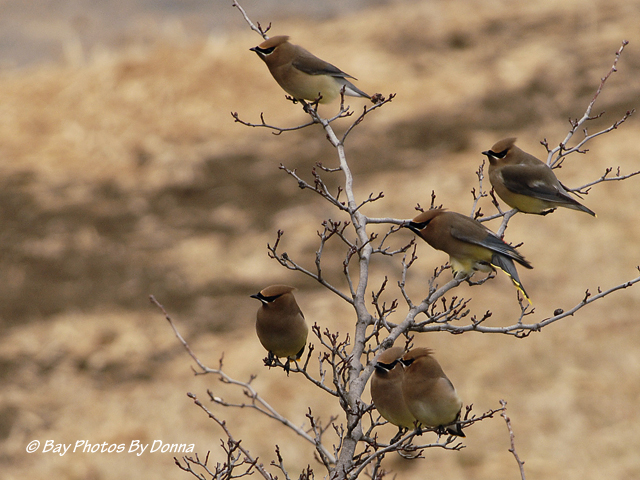 Cedar Waxwings