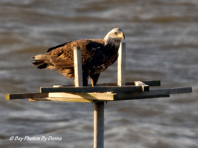 American Bald Eagle - Juvenile