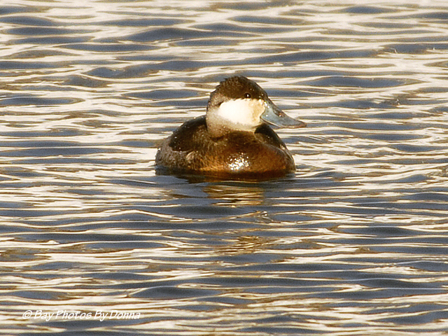 Male Ruddy Duck