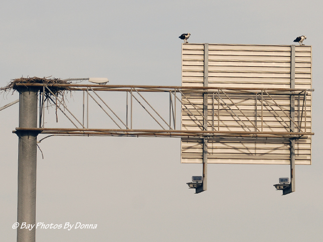Osprey Pair - Better to see you!