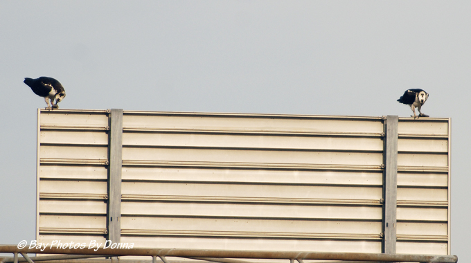 Enjoying dinner together