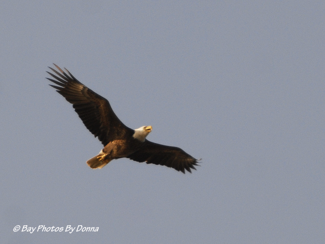 American Bald Eagle
