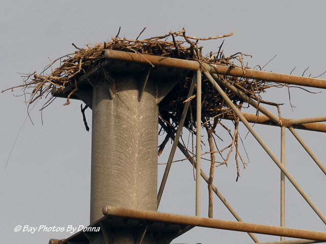 The Ospreys' Maryland home